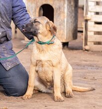 MANDULA, Hund, Mischlingshund in Ungarn - Bild 2