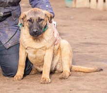 MANDULA, Hund, Mischlingshund in Ungarn - Bild 3