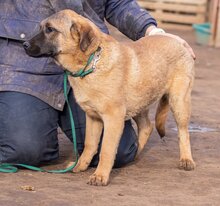 MANDULA, Hund, Mischlingshund in Ungarn - Bild 4