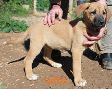 RAFFIE, Hund, Rhodesian Ridgeback in Portugal - Bild 2