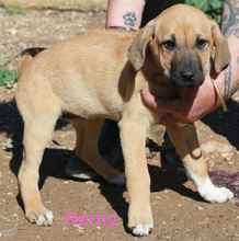 RAFFIE, Hund, Rhodesian Ridgeback in Portugal - Bild 3