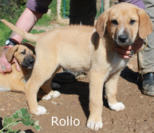 RAFFIE, Hund, Rhodesian Ridgeback in Portugal - Bild 4