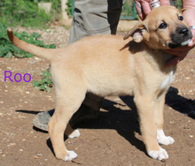 RAFFIE, Hund, Rhodesian Ridgeback in Portugal - Bild 5