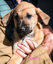 REMY, Hund, Rhodesian Ridgeback in Portugal - Bild 1