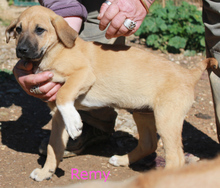 REMY, Hund, Rhodesian Ridgeback in Portugal - Bild 3