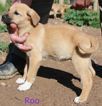 ROO, Hund, Rhodesian Ridgeback in Portugal - Bild 3