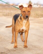 ZSOKA, Hund, Mischlingshund in Ungarn - Bild 2