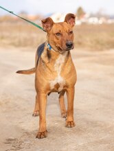 ZSOKA, Hund, Mischlingshund in Ungarn - Bild 3