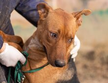 ZSOKA, Hund, Mischlingshund in Ungarn - Bild 4