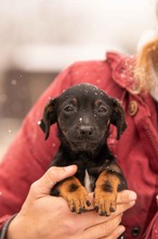 OLEA, Hund, Mischlingshund in Ungarn - Bild 3