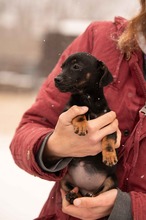 OLEA, Hund, Mischlingshund in Ungarn - Bild 4