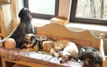 SHIRLEY, Hund, Mischlingshund in Hademstorf - Bild 3