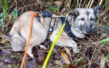 SHIRLEY, Hund, Mischlingshund in Hademstorf - Bild 4