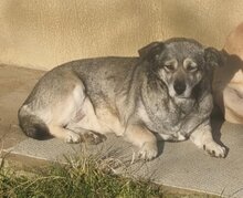 ANI, Hund, Mischlingshund in Rumänien - Bild 1