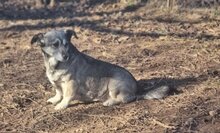 ANI, Hund, Mischlingshund in Rumänien - Bild 2