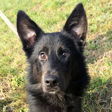 KIAN, Hund, Mischlingshund in Kroatien - Bild 1