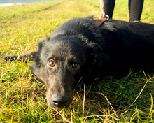 KIAN, Hund, Mischlingshund in Kroatien - Bild 2