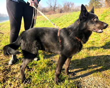 KIAN, Hund, Mischlingshund in Kroatien - Bild 3