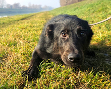 KIAN, Hund, Mischlingshund in Kroatien - Bild 4