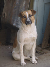 VANESSA, Hund, Mischlingshund in Bulgarien - Bild 2