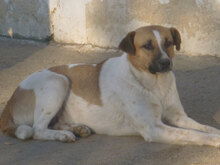 VANESSA, Hund, Mischlingshund in Bulgarien - Bild 3