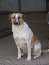 VANESSA, Hund, Mischlingshund in Bulgarien - Bild 4