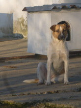 VANESSA, Hund, Mischlingshund in Bulgarien - Bild 5