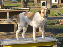 VANESSA, Hund, Mischlingshund in Bulgarien - Bild 8