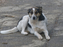 VIVIAN, Hund, Mischlingshund in Bulgarien - Bild 2