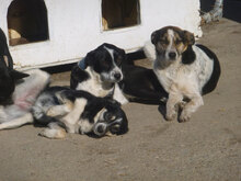 VIVIAN, Hund, Mischlingshund in Bulgarien - Bild 5