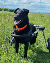 FLOYD, Hund, Mischlingshund in Kroatien - Bild 3