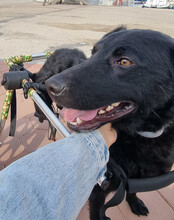 FLOYD, Hund, Mischlingshund in Kroatien - Bild 9