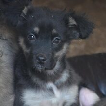 BUDDY, Hund, Mischlingshund in Bulgarien - Bild 2