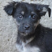 BUDDY, Hund, Mischlingshund in Bulgarien - Bild 3