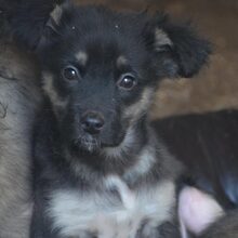 BUDDY, Hund, Mischlingshund in Bulgarien - Bild 4