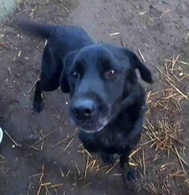 BLÖFF, Hund, Labrador-Mix in Ungarn - Bild 1