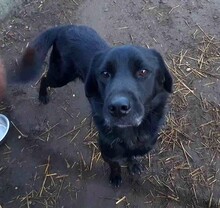 BLÖFF, Hund, Labrador-Mix in Ungarn - Bild 2