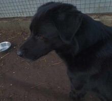 BLÖFF, Hund, Labrador-Mix in Ungarn - Bild 3