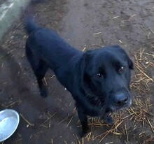 BLÖFF, Hund, Labrador-Mix in Ungarn - Bild 4