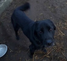 BLÖFF, Hund, Labrador-Mix in Ungarn - Bild 6