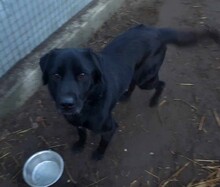 BLÖFF, Hund, Labrador-Mix in Ungarn - Bild 7