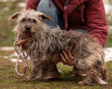 PYROLA, Hund, Terrier-Mix in Ungarn - Bild 1