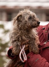 PYROLA, Hund, Terrier-Mix in Ungarn - Bild 2