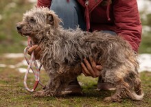 PYROLA, Hund, Terrier-Mix in Ungarn - Bild 4