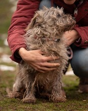 PYROLA, Hund, Terrier-Mix in Ungarn - Bild 5