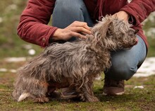 PYROLA, Hund, Terrier-Mix in Ungarn - Bild 6