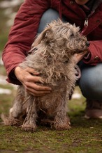 PYROLA, Hund, Terrier-Mix in Ungarn - Bild 7