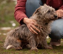 PYROLA, Hund, Terrier-Mix in Ungarn - Bild 8