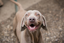 KENO, Hund, Weimaraner-Mix in Kroatien - Bild 1