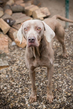 KENO, Hund, Weimaraner-Mix in Kroatien - Bild 2